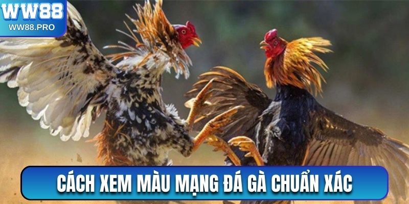 Hướng dẫn chi tiết cách xem màu mạng đá gà chuẩn xác